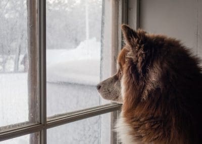Hund i fönster - Foto av Nikola Johnny Mirkovic på Unsplash
