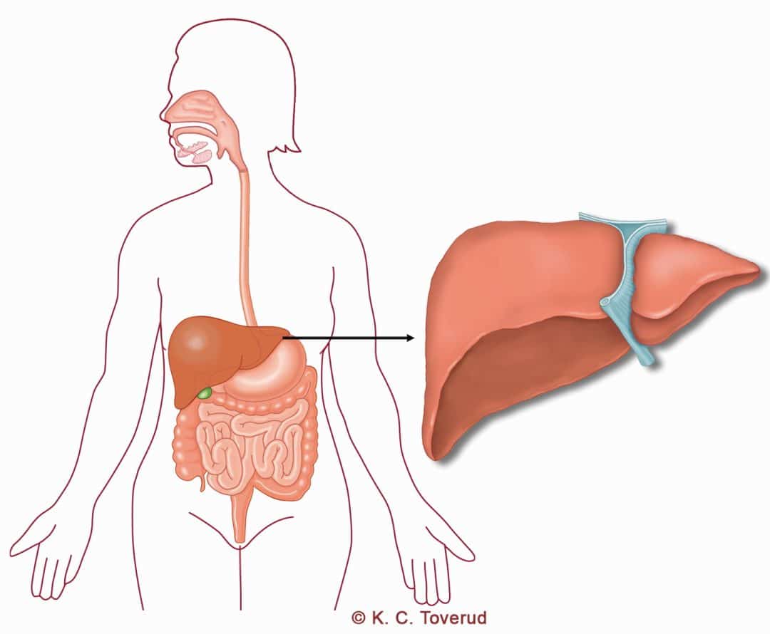 The liver - Medical illustrations are created by Kari C. Toverud CMI