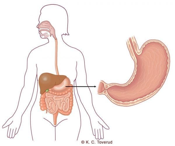 Stomach - Gall bladder - Medical illustrations are created by Kari C. Toverud CMI
