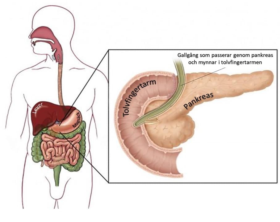 Pancreas - Medical illustrations are created by Kari C. Toverud CMI