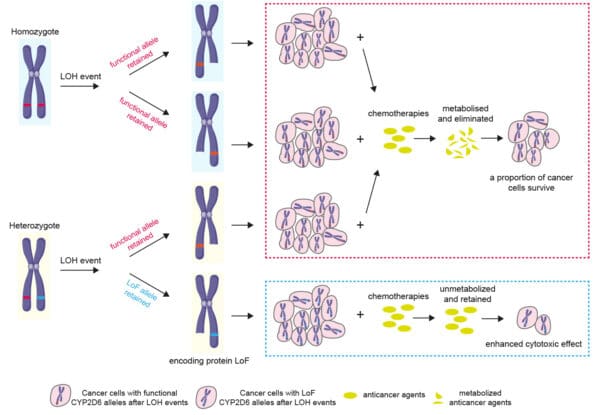 Bilden illustrerar den strategi som används för att identifiera CYP2D6 som ett mål för kollateral dödlighet, vilket drivs av den utbredda förekomsten av förlust av heterozygoti i cancergenom.